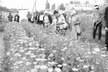 Выращивание органической продукции как источник дохода для уязвимых слоев населения в Осмонкуловском АА